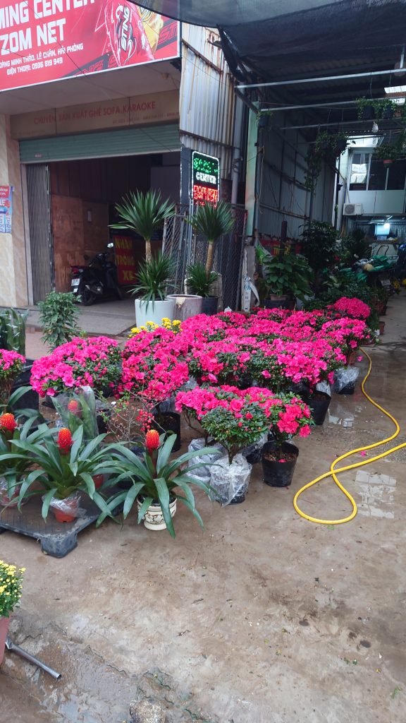 Mua hoa, thả cá, ngày tết