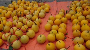 Bưởi ( bòng ) là một trong những quả quan trọng trong dịp cúng lễ giao thừa