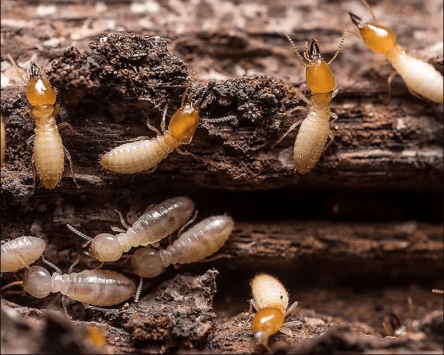 Các loại mối phổ biến tại Việt Nam
