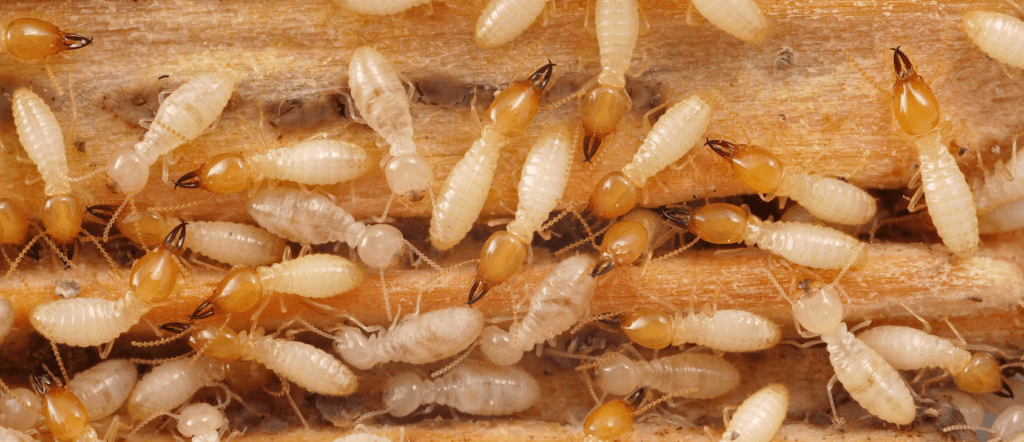 Mối gỗ Ẩm Coptotermes
