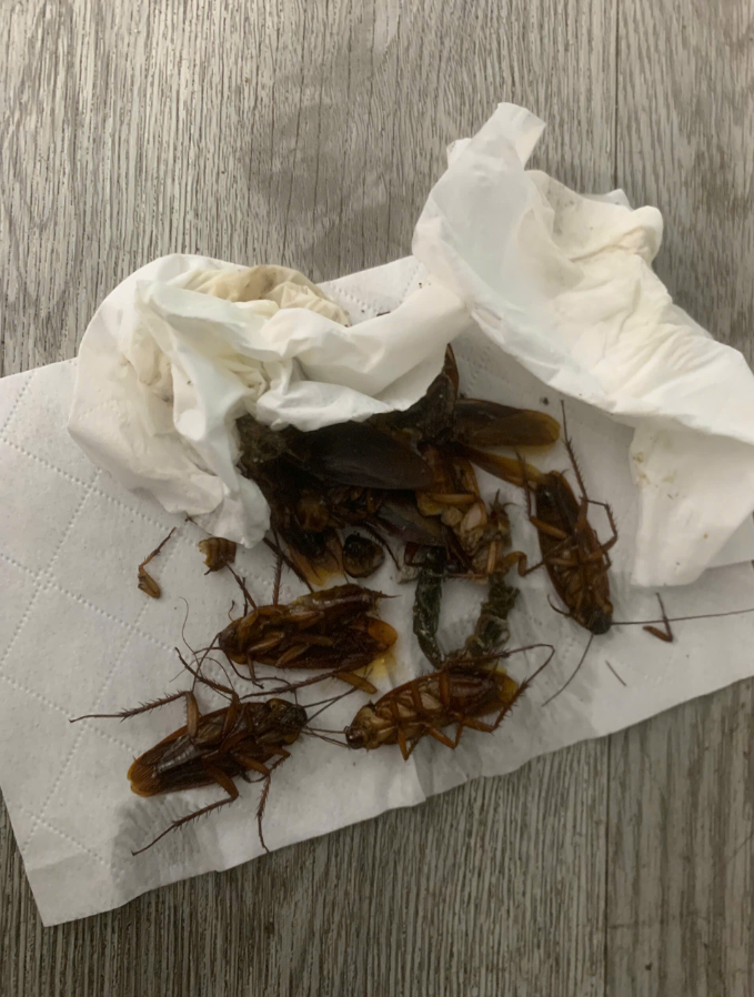 Kết quả diệt gián sau 1 tuần sử dụng