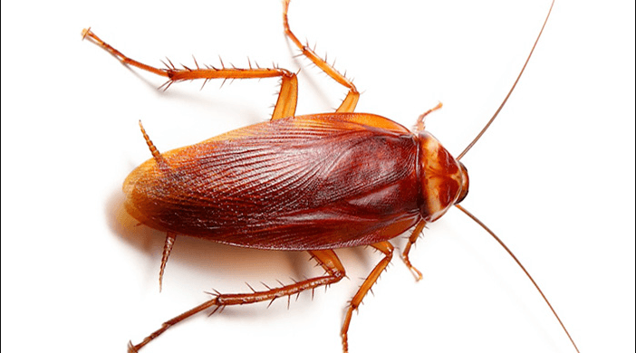 Hình ảnh một con Gián Mỹ ( Tên tiếng Anh: American cockroach )
