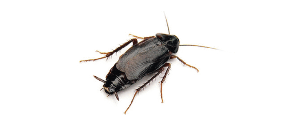 Gián phương Đông (Tên tiếng Anh: Oriental cockroach)