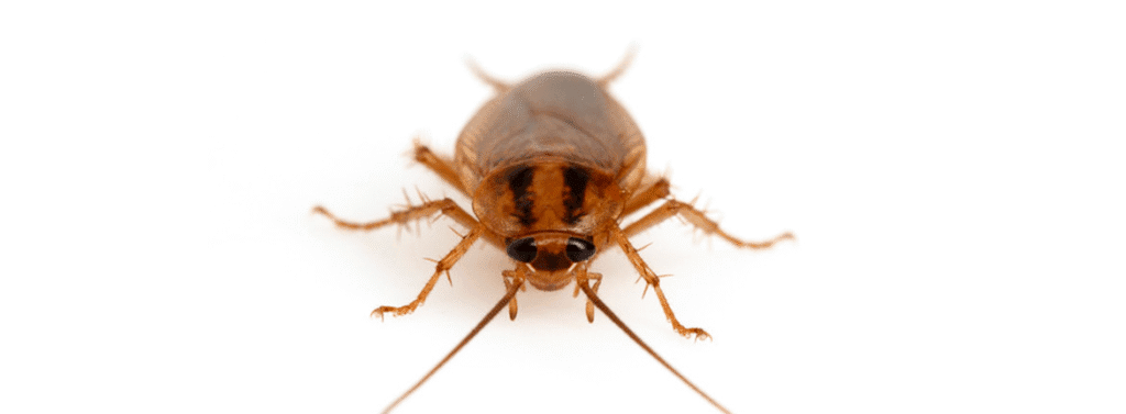 Gián Đức ( Tên tiếng Anh: German cockroach )