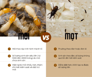 Phân biệt giữa mối và mọt