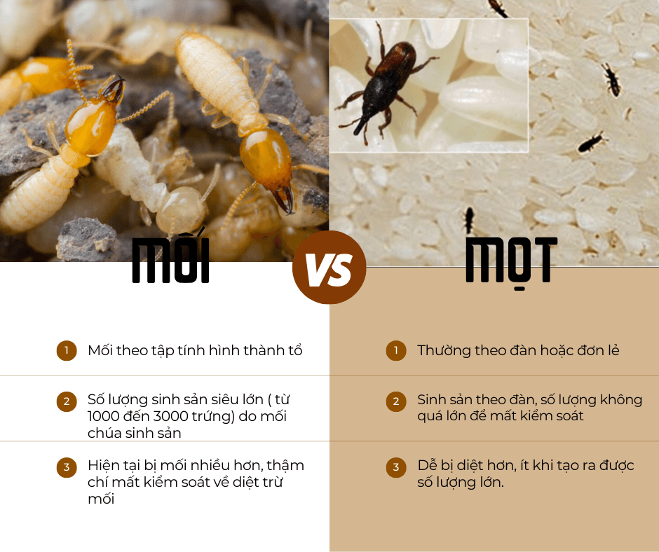 Phân biệt giữa mối và mọt