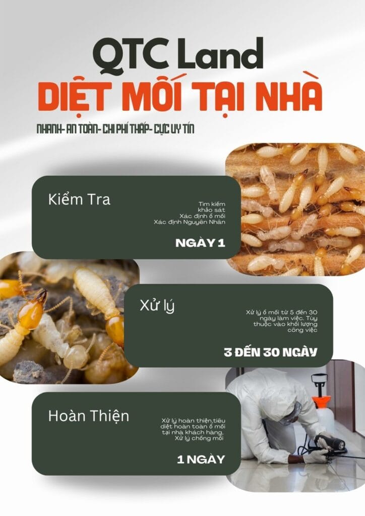 Quy trình dịch vụ diệt mối tại nhà