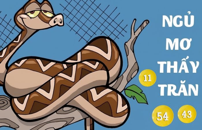 Nằm mơ thấy trăn đánh số mấy? Giải mã con số may mắn